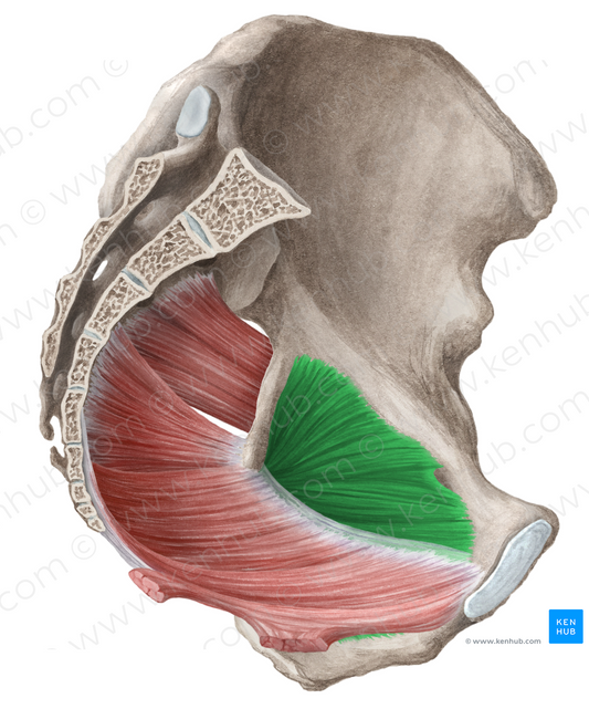 Obturator internus muscle (#5677)
