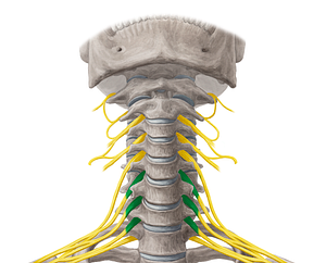 Anterior rami of spinal nerves C6-C8 (#18530)