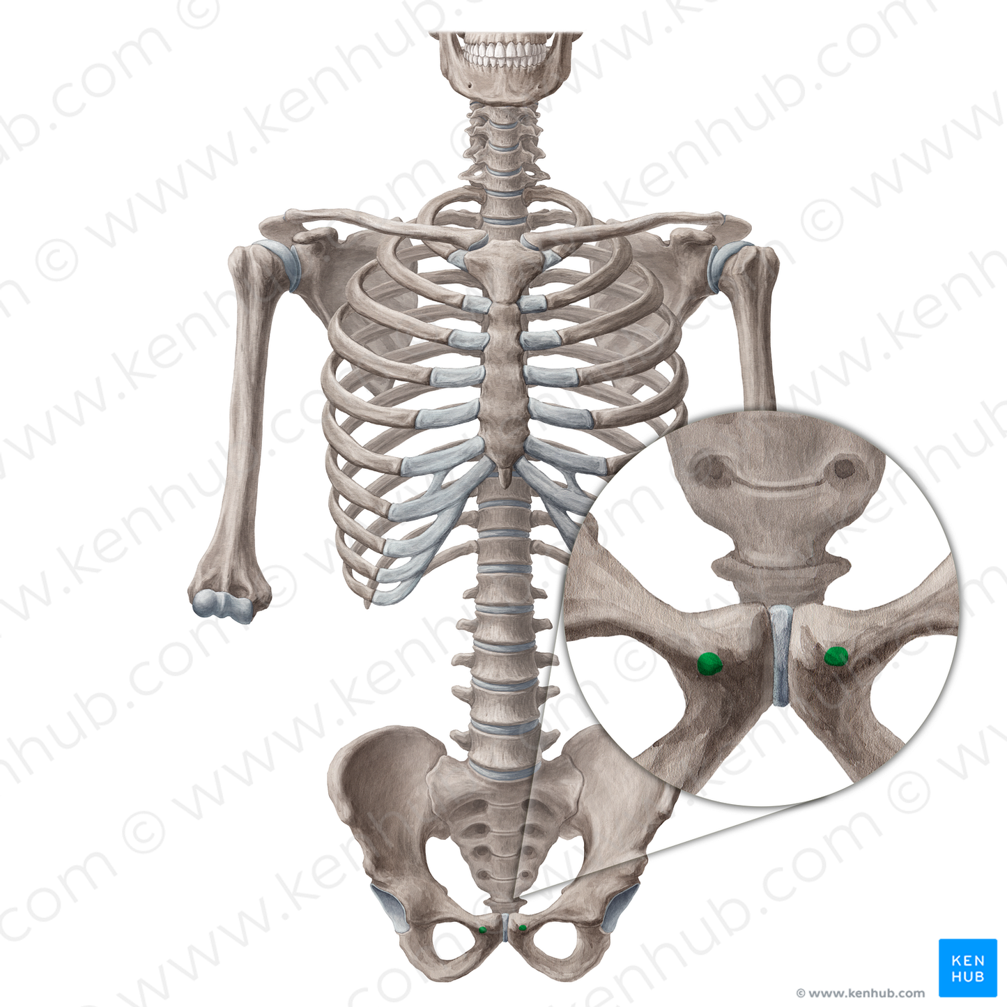 Pubic tubercle (#9755)