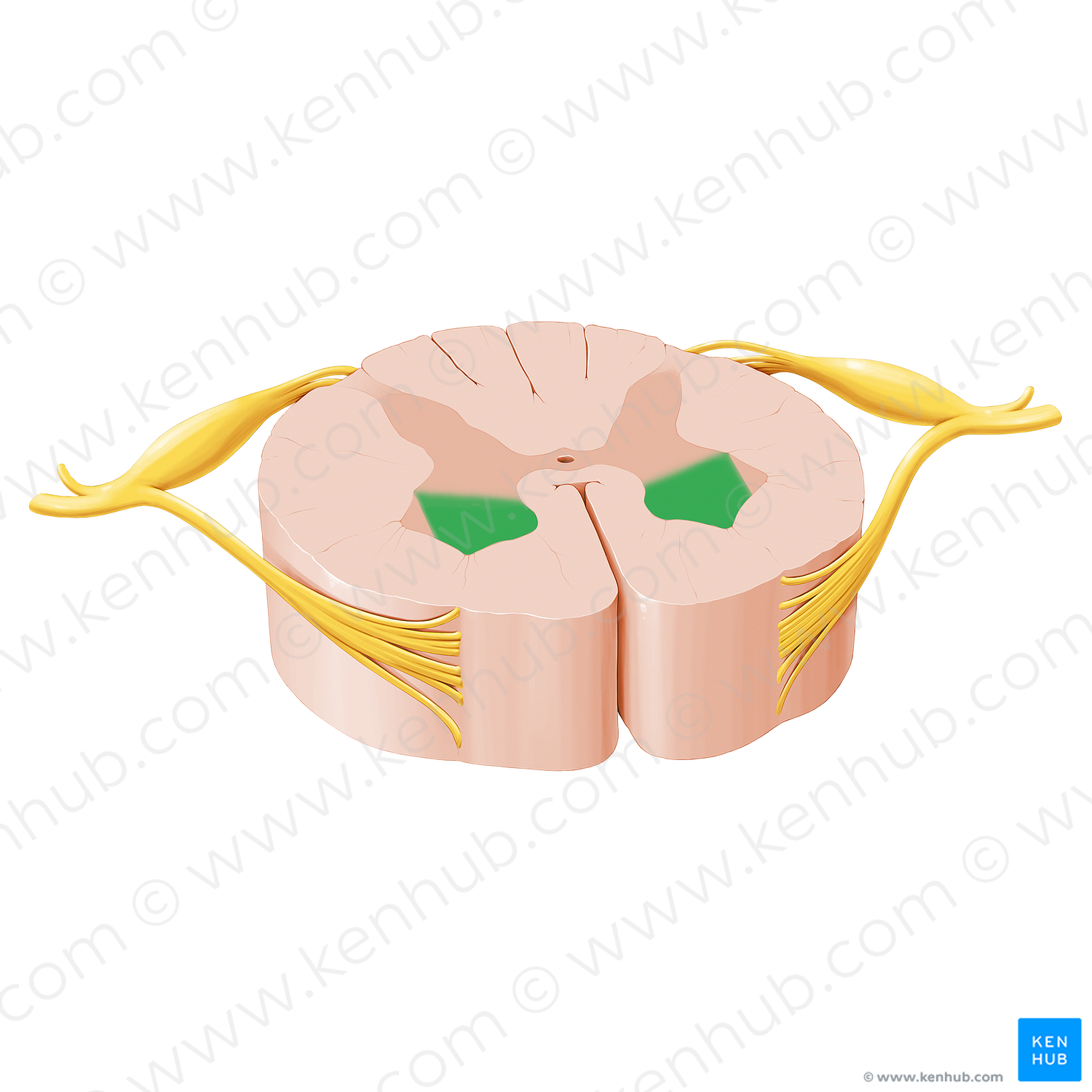 Anterior horn of spinal cord (#12025)