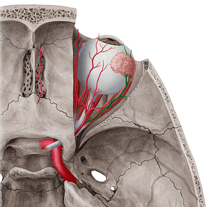 Lacrimal artery (#1474)