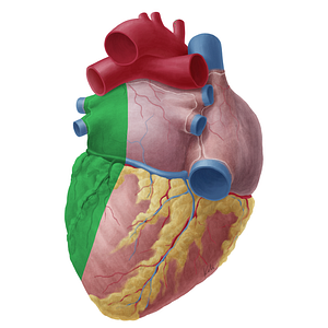 Left surface of heart (#19748)