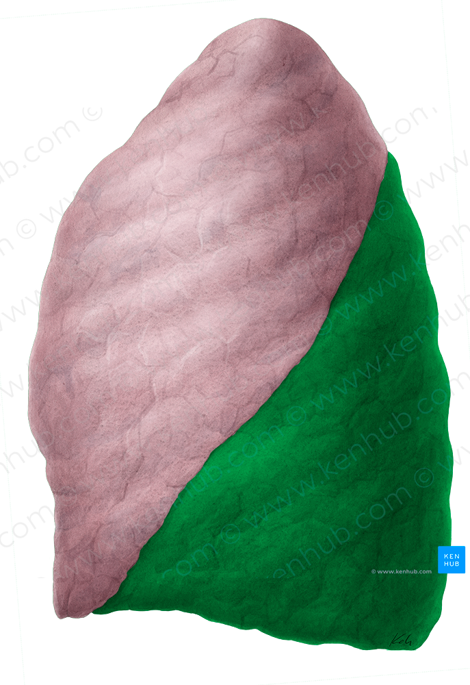 Inferior lobe of left lung (#4817)
