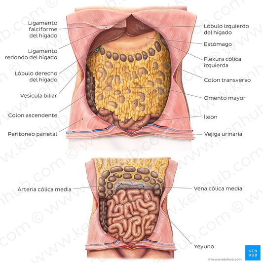 Greater omentum (Spanish)