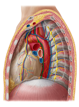 Vagus nerve (#6867)