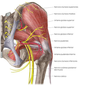 Neurovasculature of the hip and thigh (posterior view) (Spanish)