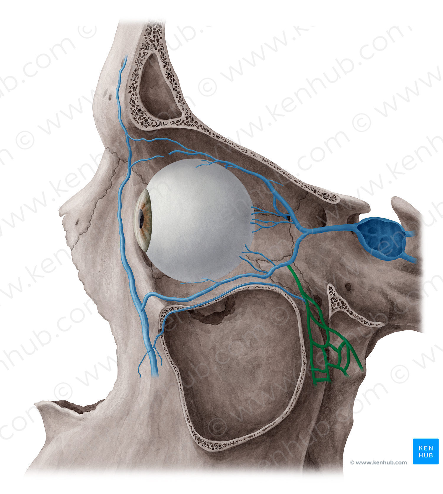 Pterygoid venous plexus (#8026)