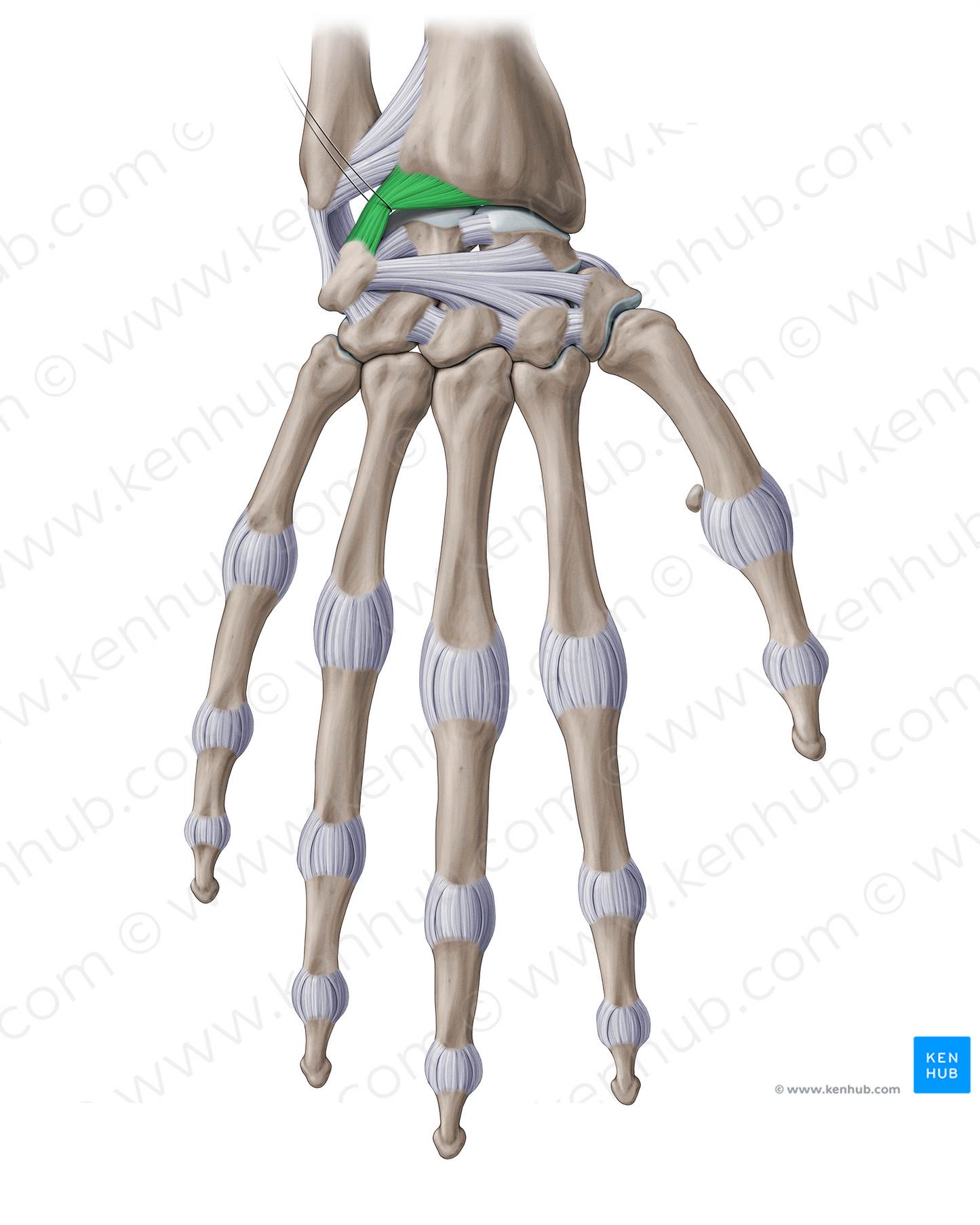 Dorsal radiocarpal ligament (#18783)