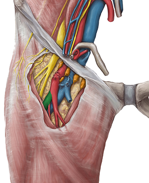 Deep femoral artery (#1655)