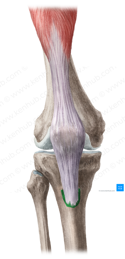 Tibial tuberosity (#9789)