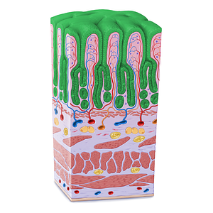 Simple columnar epithelium (#21613)