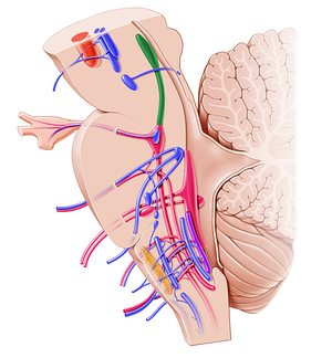 Mesencephalic nucleus of trigeminal nerve (#7211)