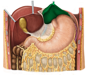 Left lobe of liver (#4806)