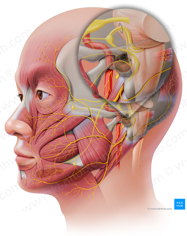 Tympanic plexus (#8043)