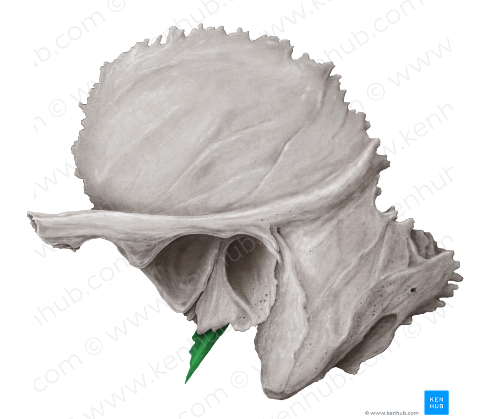Styloid process of temporal bone (#8299)