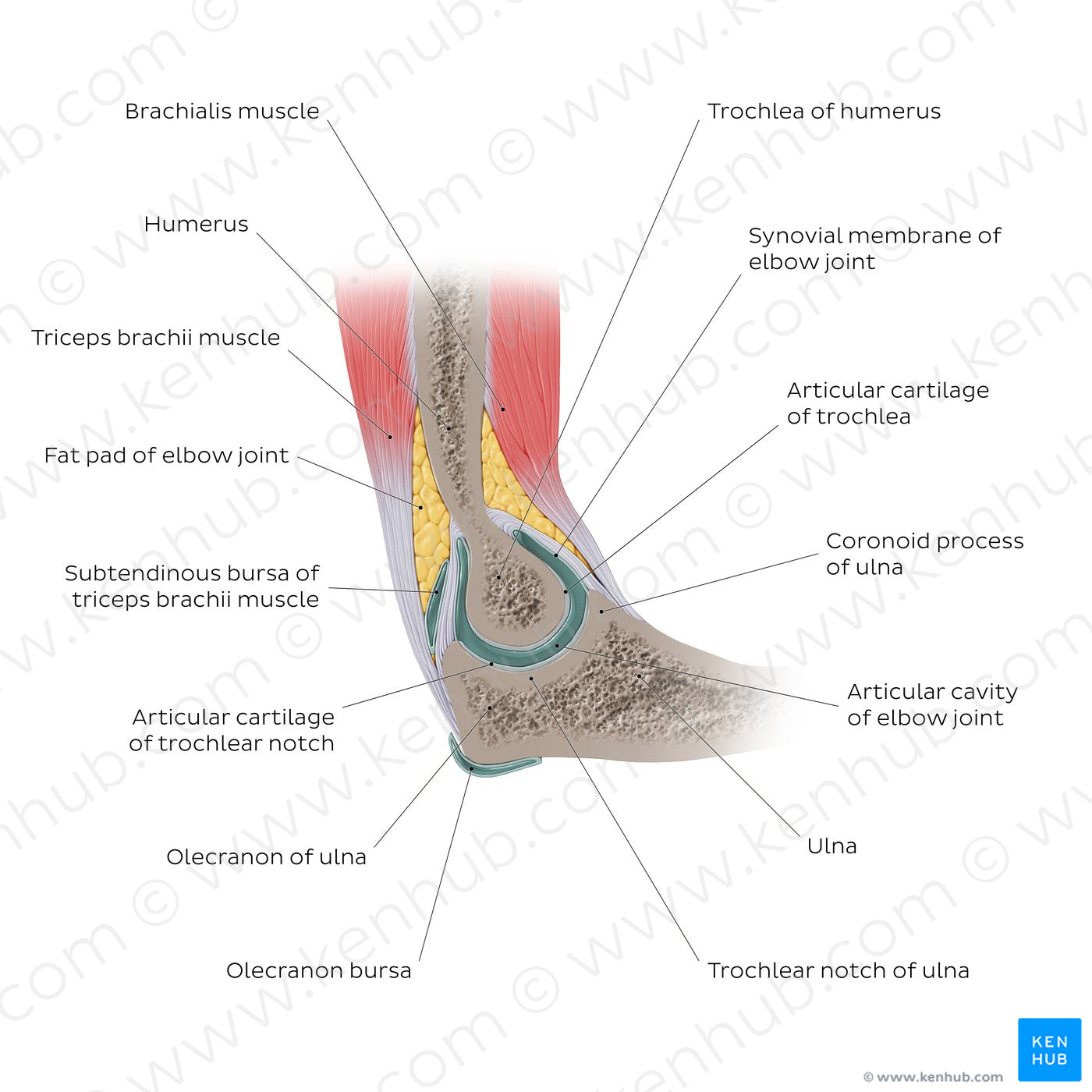 Elbow joint sagittal view (English)