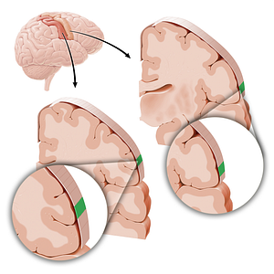 Sensory and motor cortex of tongue (#21229)