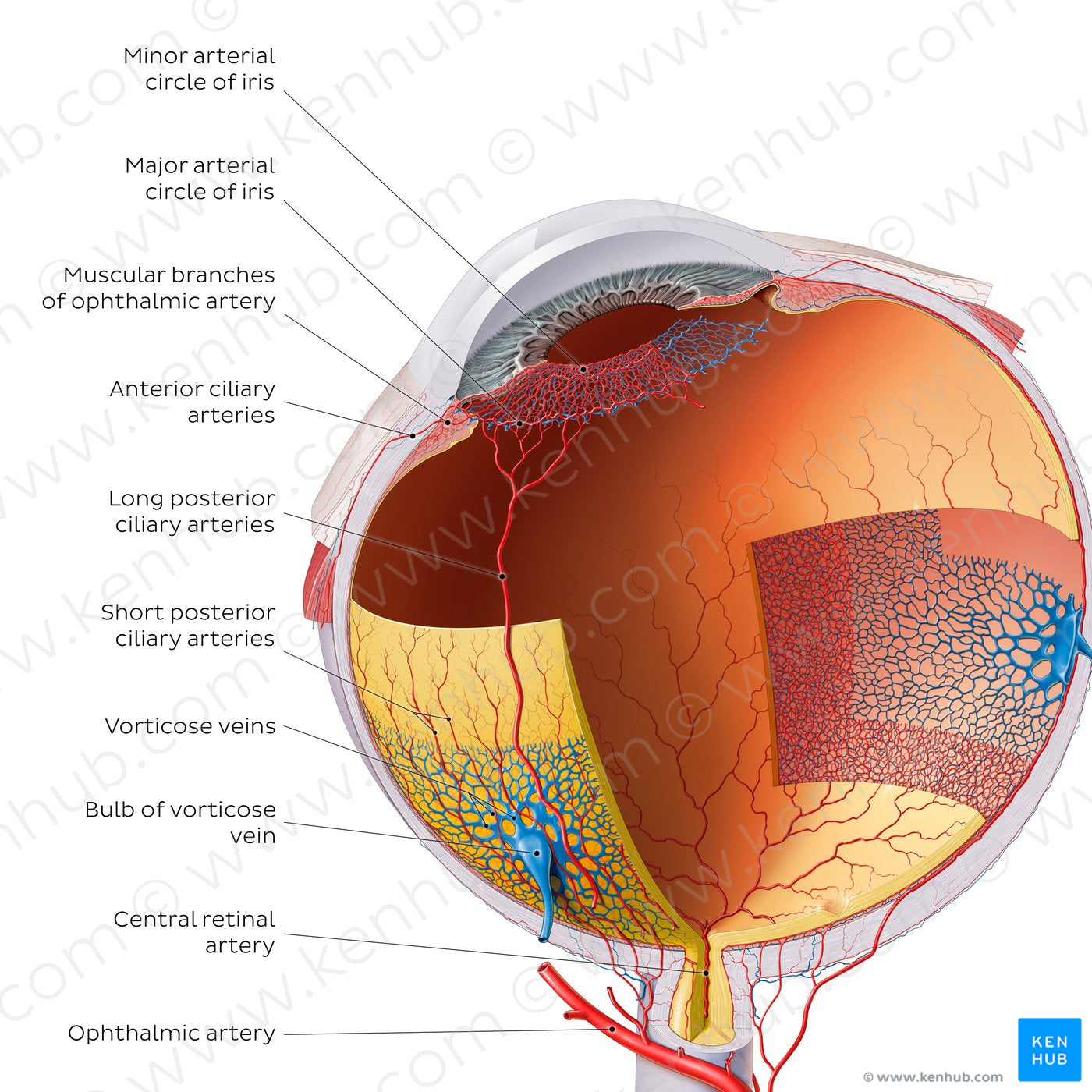 Blood vessels of the eyeball (English)