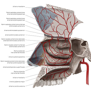 Arteries of the nasal cavity (Latin)