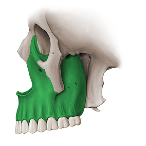 Maxilla (#18462)