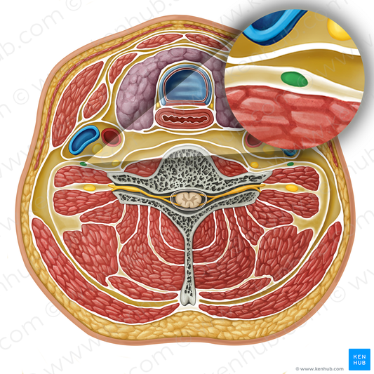 Phrenic nerve (#17301)