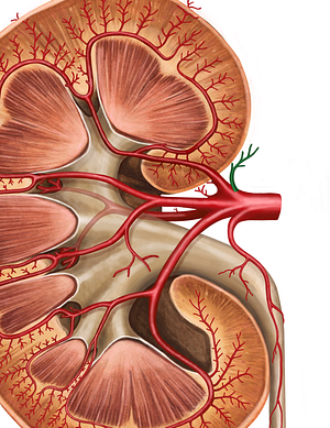 Inferior suprarenal artery (#1868)