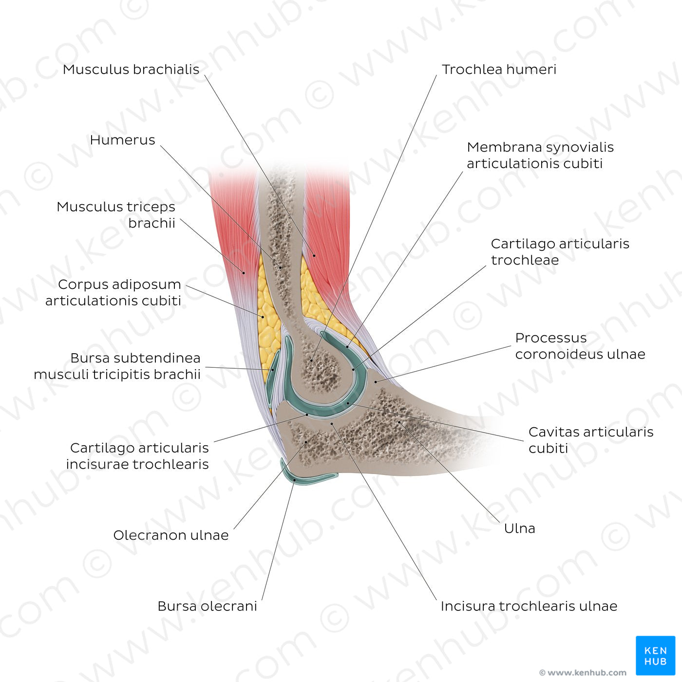 Elbow joint sagittal view (Latin)