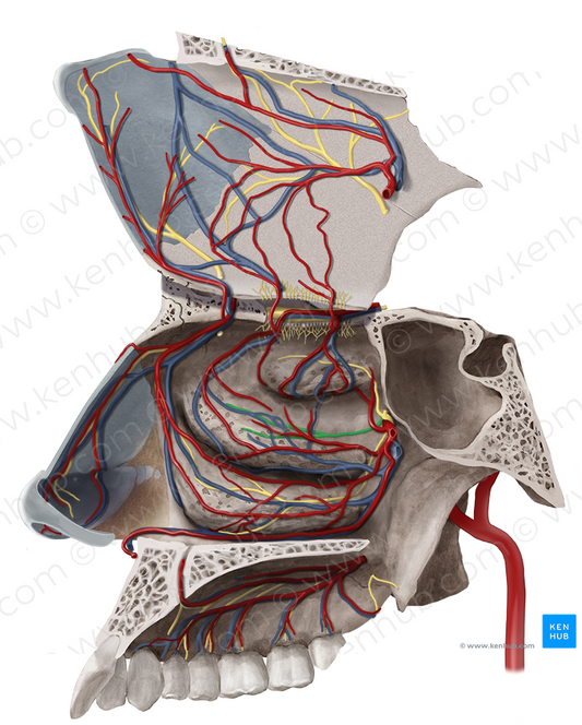 Lateral superior posterior nasal branches of pterygopalatine ganglion (#6587)