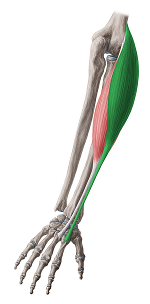 Extensor carpi radialis longus muscle (#5309)