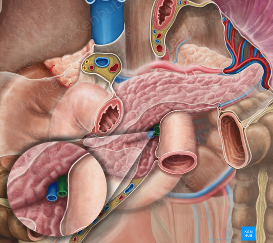 Superior mesenteric artery (#1543)