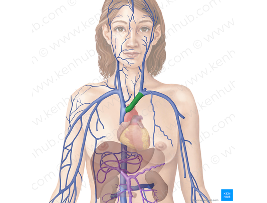 Left brachiocephalic vein (#10015)