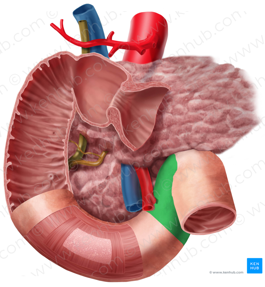 Ascending part of duodenum (#7665)