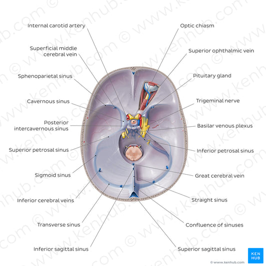 Dural venous sinuses (English)