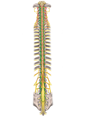 Dura mater of spinal cord (#3378)