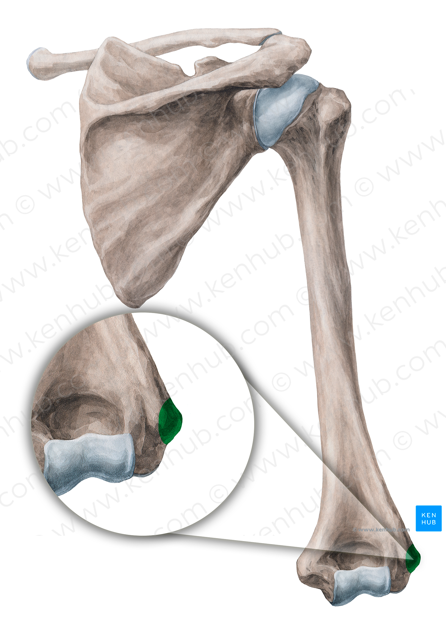 Lateral epicondyle of humerus (#3398)