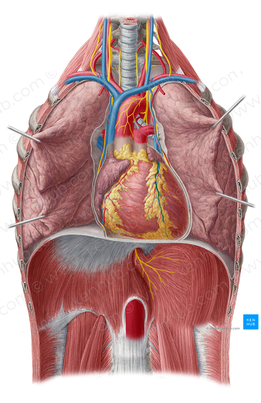 Anterior interventricular artery (#8720)