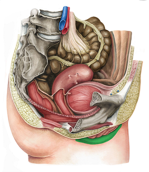 Labium majus of vulva (#4357)