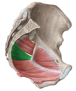 Coccygeus muscle (#5254)