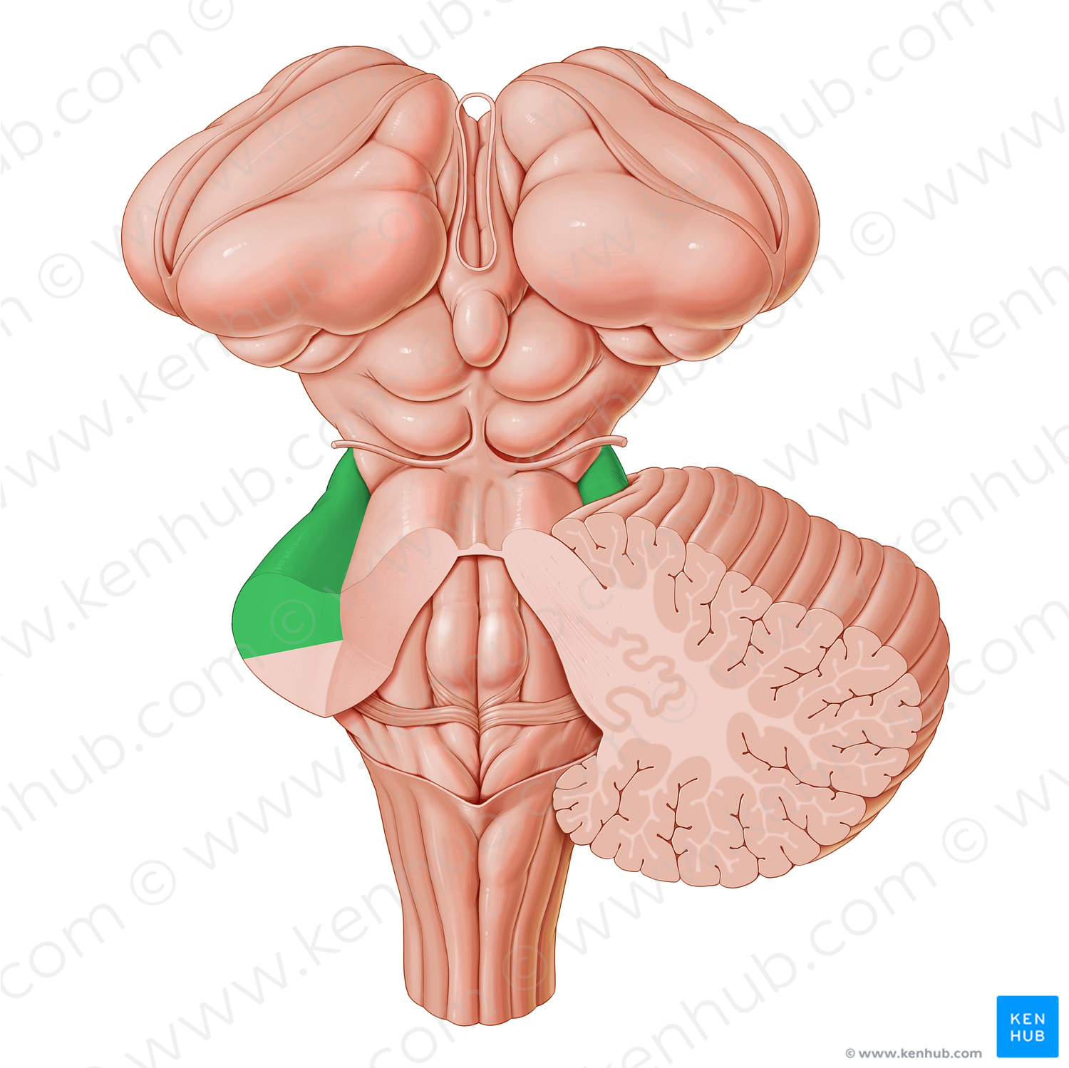 Middle cerebellar peduncle (#7833)