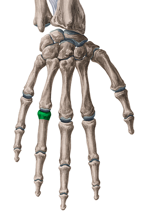 Base of proximal phalanx of 4th finger (#2194)