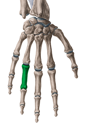 Fourth proximal phalanx of the hand (#7929)