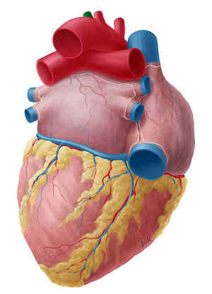 Left subclavian artery (#1827)