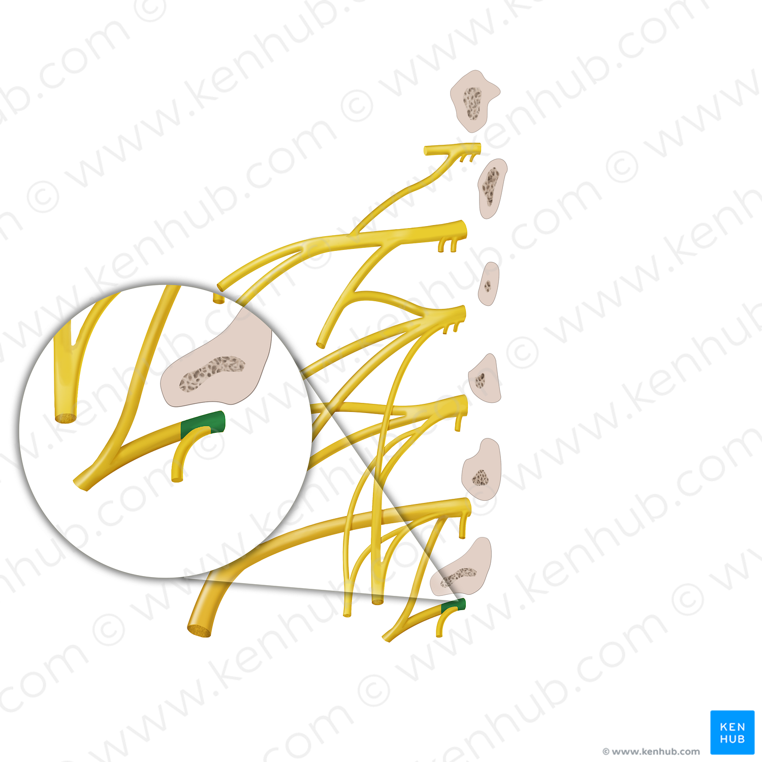 Anterior ramus of spinal nerve L5 (#12889)