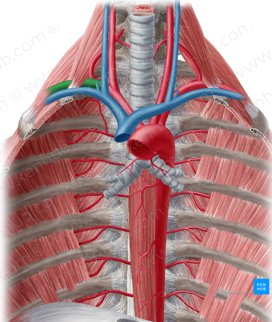 Right subclavian artery (#1824)