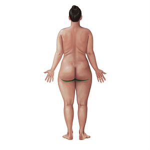 Gluteal sulcus (#21072)