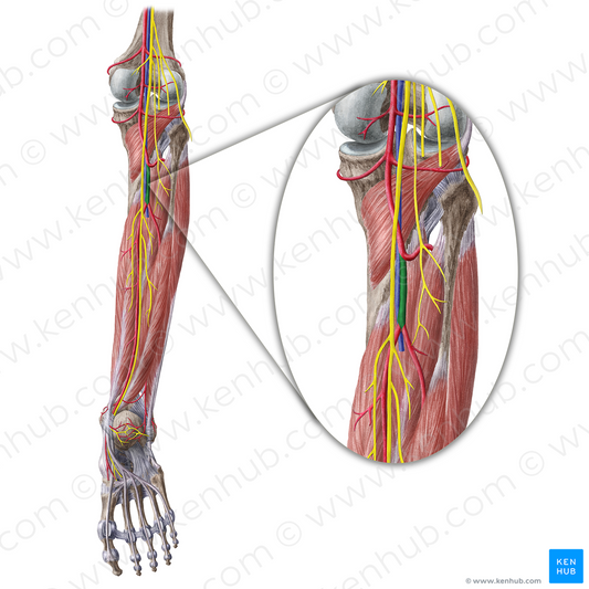 Tibiofibular trunk (#11849)