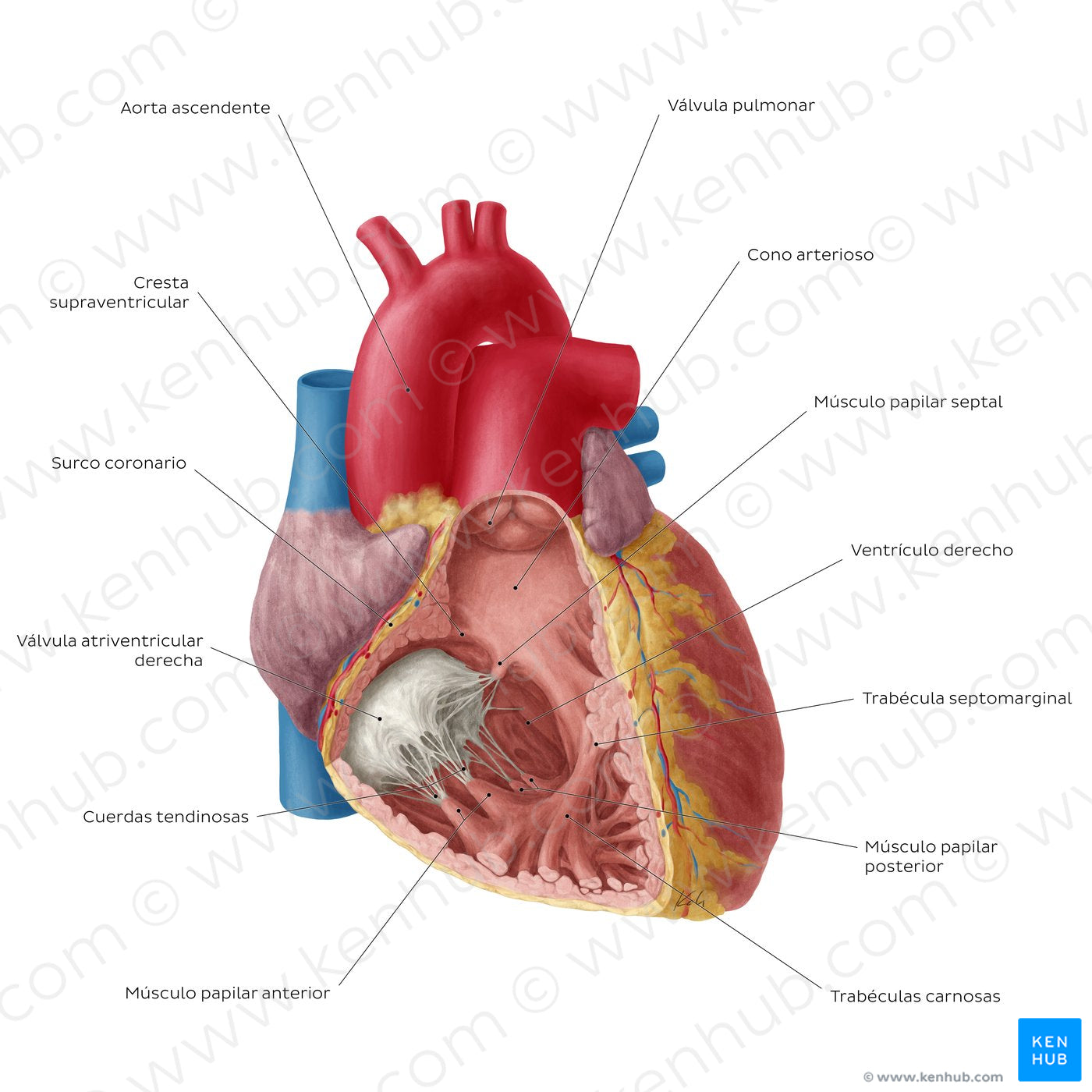 Heart: Right ventricle (Spanish)