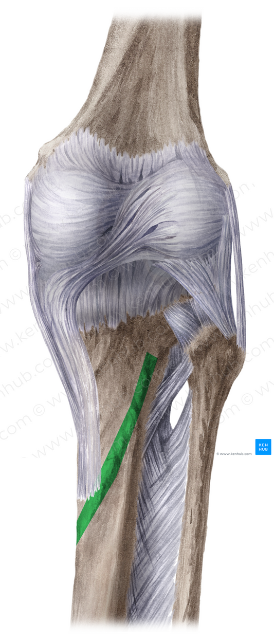 Soleal line of tibia (#4706)