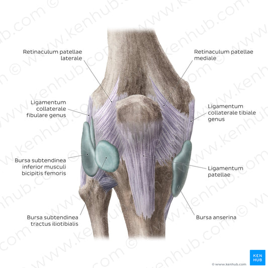 Knee joint: Bursae and extracapsular ligaments (anterior view) (Latin)