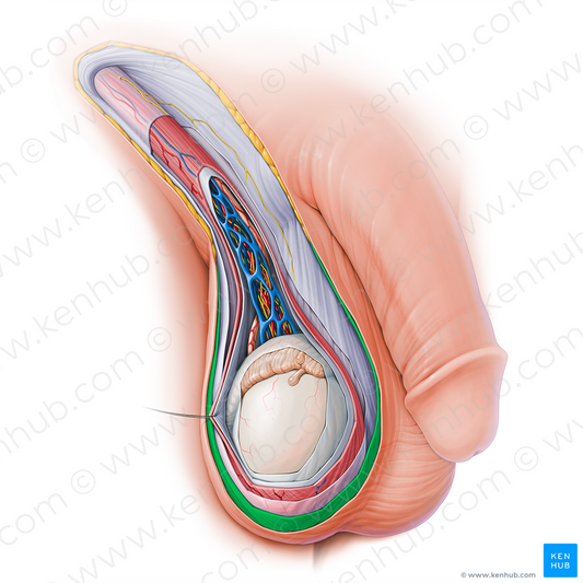 Subcutaneous tissue of penis (#15122)